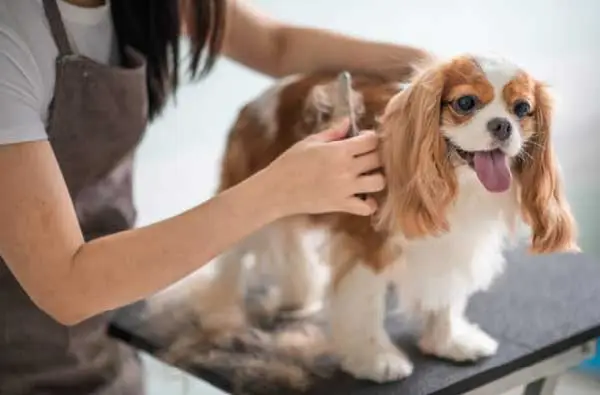 grooming of dogs